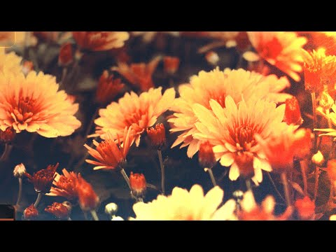 Flower Bed Sample Pack